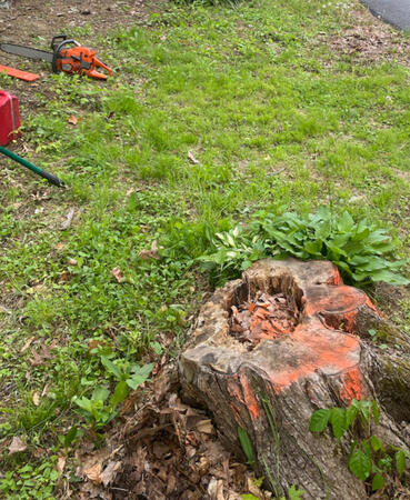 BEFORE STUMP GRINDING