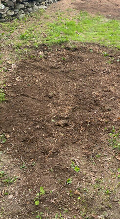 AFTER STUMP GRINDING